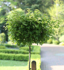Hochstamm Kugel Feldahorn Annys Globe 100-125cm - Acer campestre