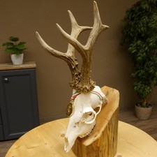 Rehgeweih Medaillenklasse Gold 601 g CIC 139,7 IP HL 23,1 cm hochkapitaler Bock