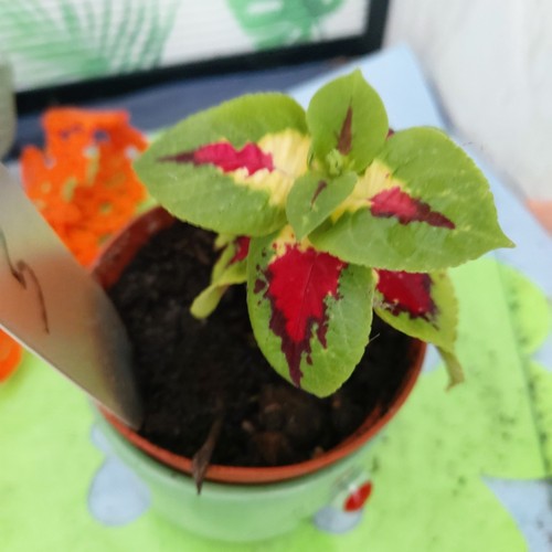 Buntnessel coleus - buntnessel,