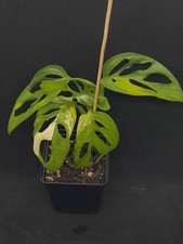 Monstera Adansonii Variegata - Top Pflanze (No SYNGONIUM/ No Philodendro) 