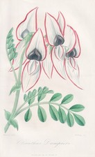 Papageienschnabel kaka beak