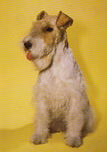 Postkarte foxterrier - *, *