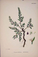 Original alter antiker Druck