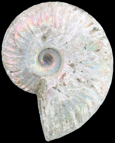 Kreide aioloceras besairiei - ,