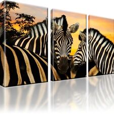 Zebras Zebra Tiere Afrika Bild auf Leinwand Bild 3-teilige Bilder Deko
