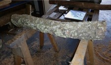 Korkeiche Eiche Baumstamm Korkstamm  Terrarium Holz Rohling Drechselholz 116x18