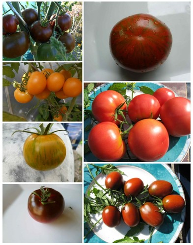 Tomatensamen mischung 7versch - tomatensamen,