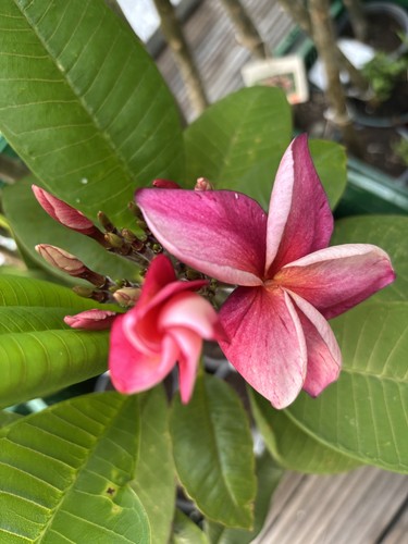 Frangipani plumeria pink - frangipani,