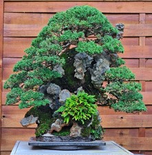 Bonsai Wacholder Juniperus