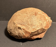 Dinosaurier Ei Hadrosaurus