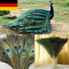 10xEchte natürliche Pfau