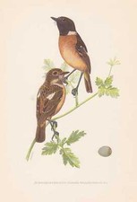 Schwarzkehlchen Saxicola