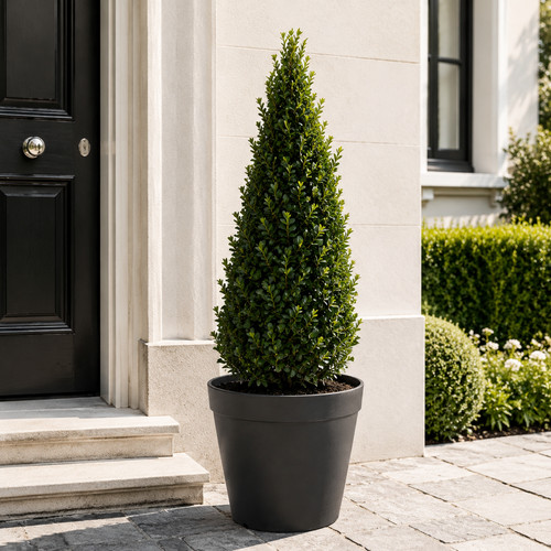 Ilex crenata jenny pyramide - ilex,
