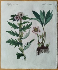 Botanik Nieswurz Bilsenkraut #