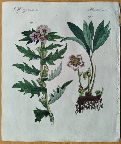 Botanik nieswurz bilsenkraut - nieswurz,