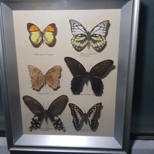 6 SCHMETTERLINGE HINTER GLAS