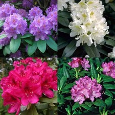 Rhododendron hybr 40 cm - hybr., 30-40