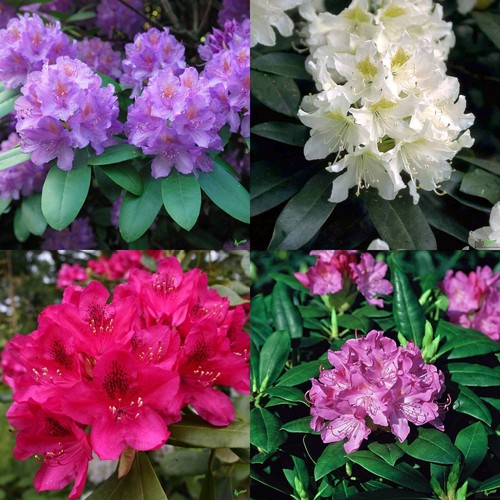 Rhododendron hybr 40 cm - rhododendron,