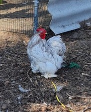 10 Bruteier von Cochin Zwerge