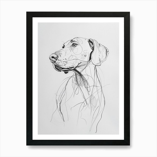 Weimaraner hund kohle - hund,