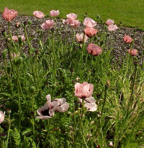 Türkischer mohn aglaja - türkischer,