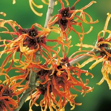 Zaubernuss - Hamamelis rot