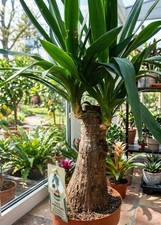 Yucca gigantea 90cm markanter - yucca,