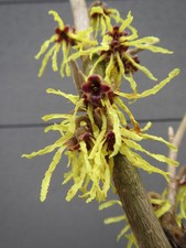 Hamamelis virginiana - herbstblühende Zaubernuss - Winterharte 150-170cm