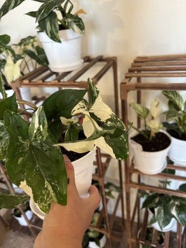 Syngonium albo pot - albo,