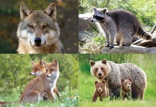 3 D Ansichtskarte Waldtiere