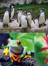 3 D Ansichtskarte Pinguine