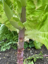 Spargelsalat Chinesische Keule Woh Sun Gourmetgemüse Delikatesse Salat Wo Sun