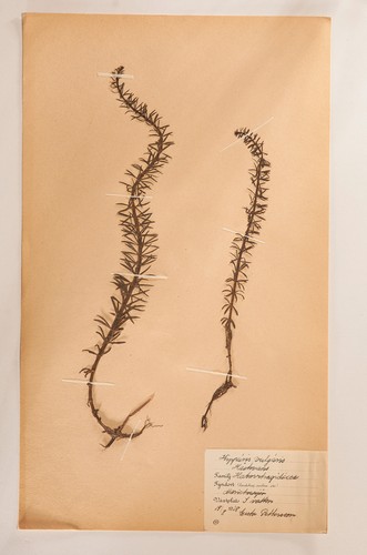 Vintage botanical wall - wall, art