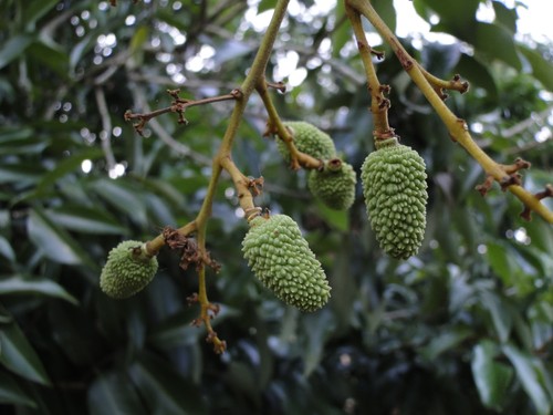 Litchi chinensis litschibaum - litchi,