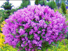 Meyers Flieder 'PALIBIN'