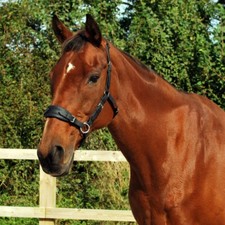 Sidepull gebisslose Trense (Cob - schwarz)