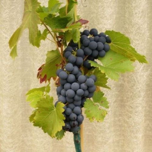 Mitschurinski blaue traube - blaue,