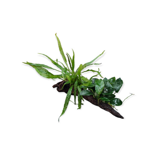 Anubias nana und - , microsorum