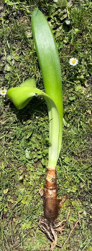 Haemanthus albiflos - haemanthus,