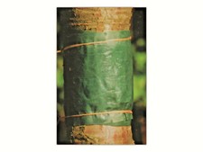 BAUMLEIMRING LEIMRING Ameisen