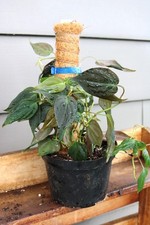 Philodendron 'Micans' Velvet