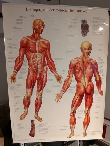 Anatomie lehrtafeln - 2,