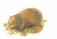 Großer Tanrek Insektenfresser - Kunstdruck-Bild - 25,5 x 17,5 cm