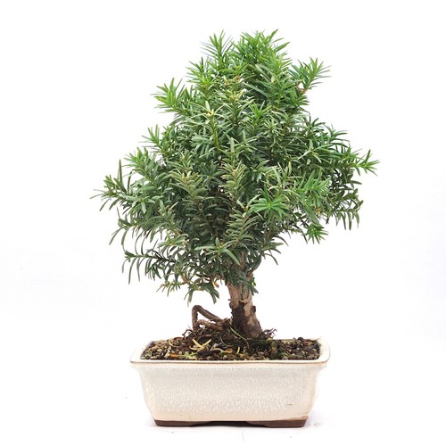 Bonsai eibe hybrid taxus - eibe,