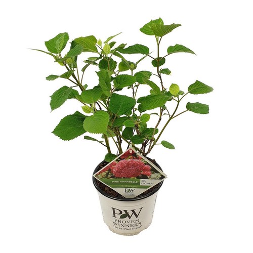 Schneeball hortensie hydrangea - schneeball-hortensie,
