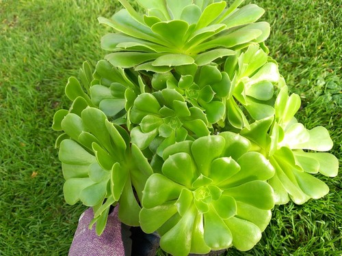 Aeonium green cashmere - aeonium,
