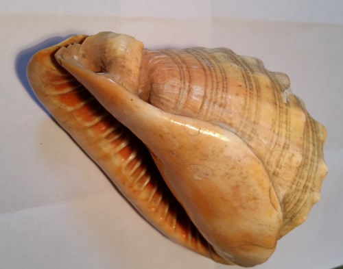 Große rote helmschnecke - große,