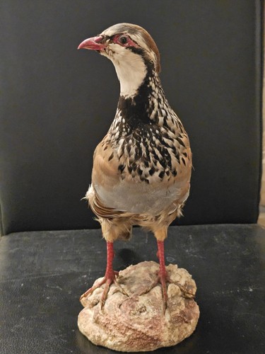 Taxidermy stuffed red - stuffed,