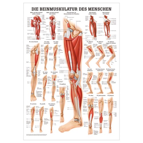 Die beinmuskulatur poster - die,