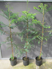 Sequoia sempervirens - Küstenmammutbaum Pflanze 140-170cm Redwood